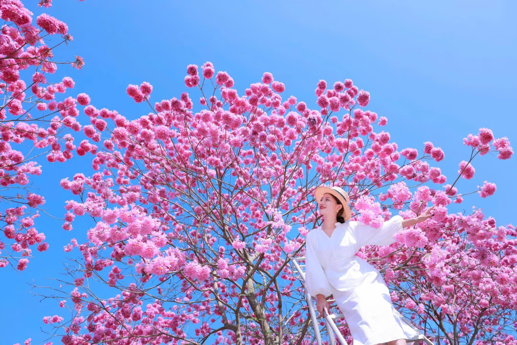 Vườn hoa anh đào, công viên Thanh Tú Sơn