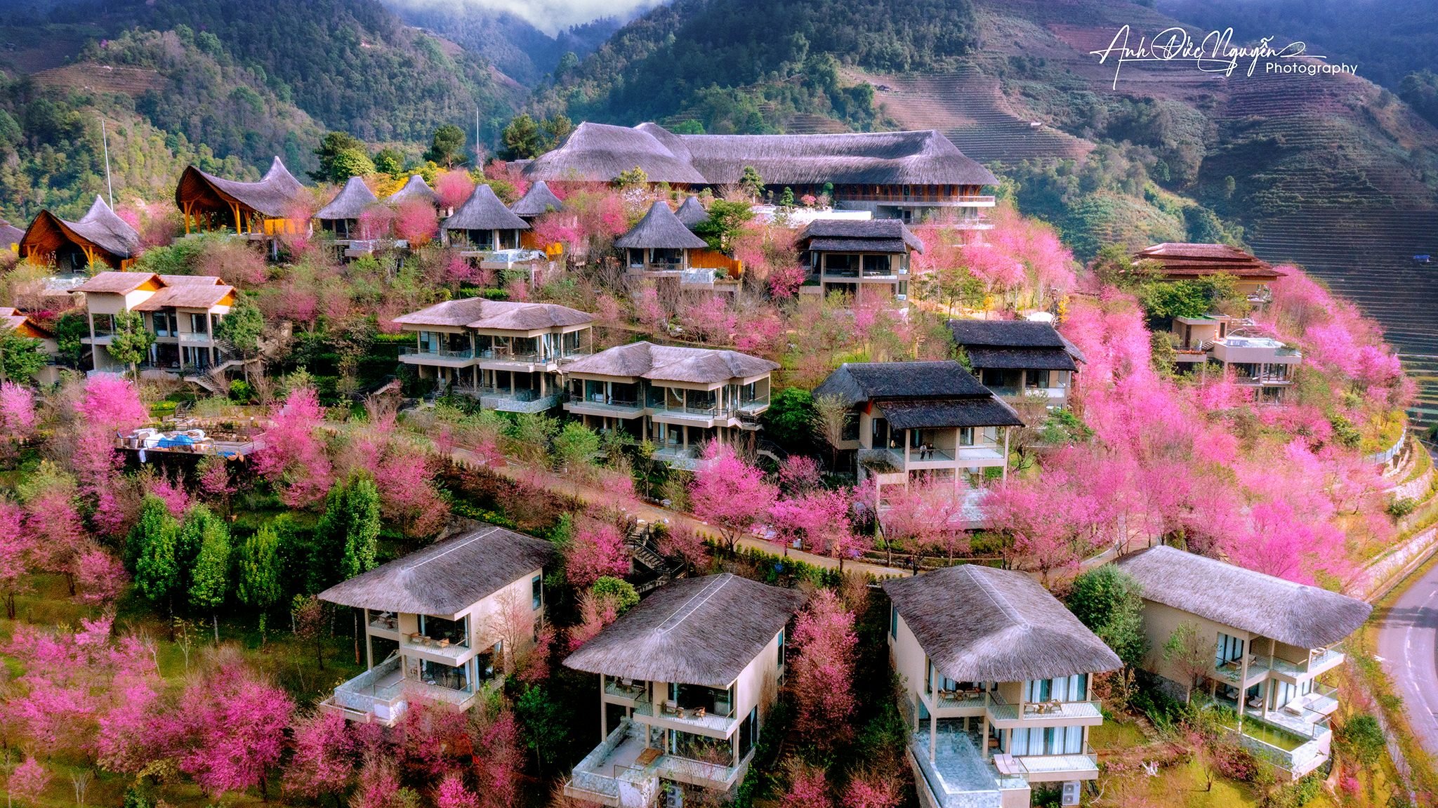 Hình ảnh Garrya Mù Cang Chải