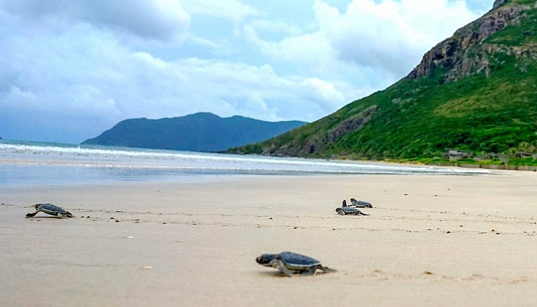 Tour Hòn Bảy Cạnh Côn Đảo xem rùa đẻ trứng
