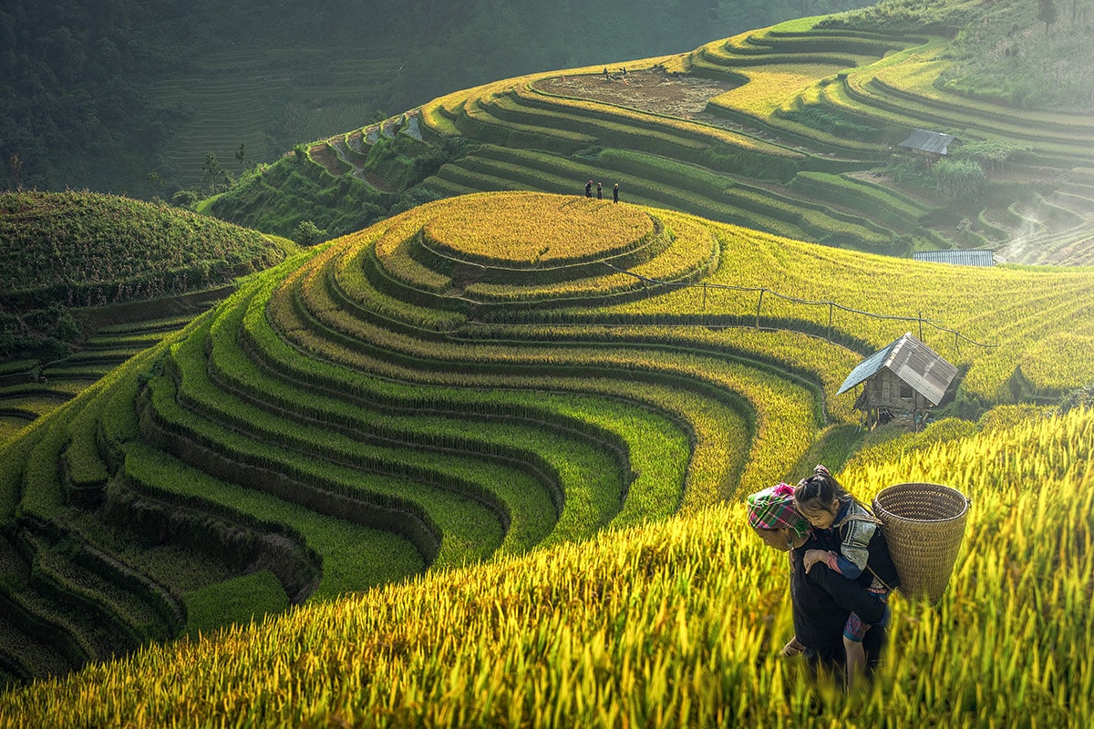 Cánh đồng lúa chín Mù Cang Chải