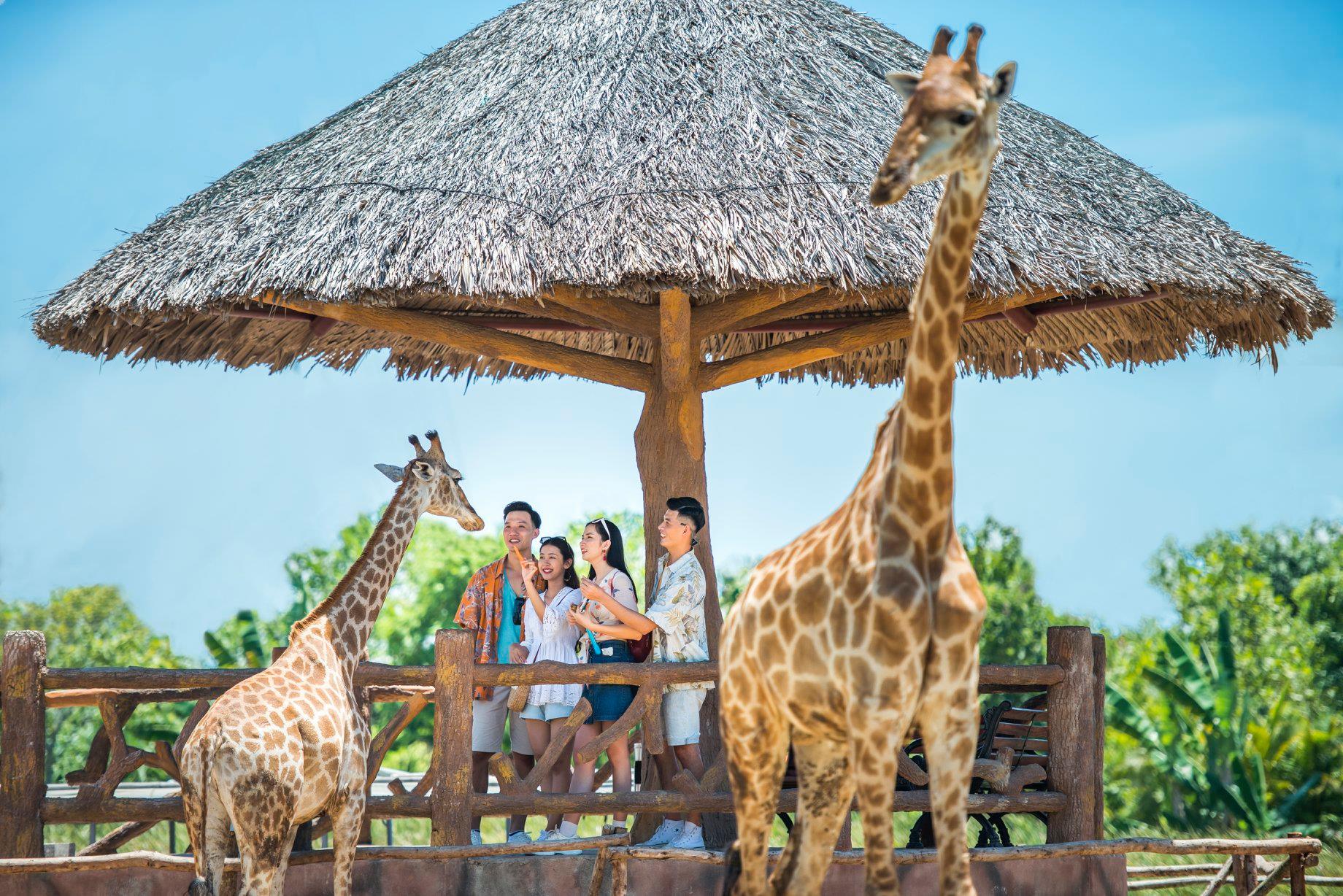 Kinh nghiệm đi Vinpearl Safari Nam Hội An 