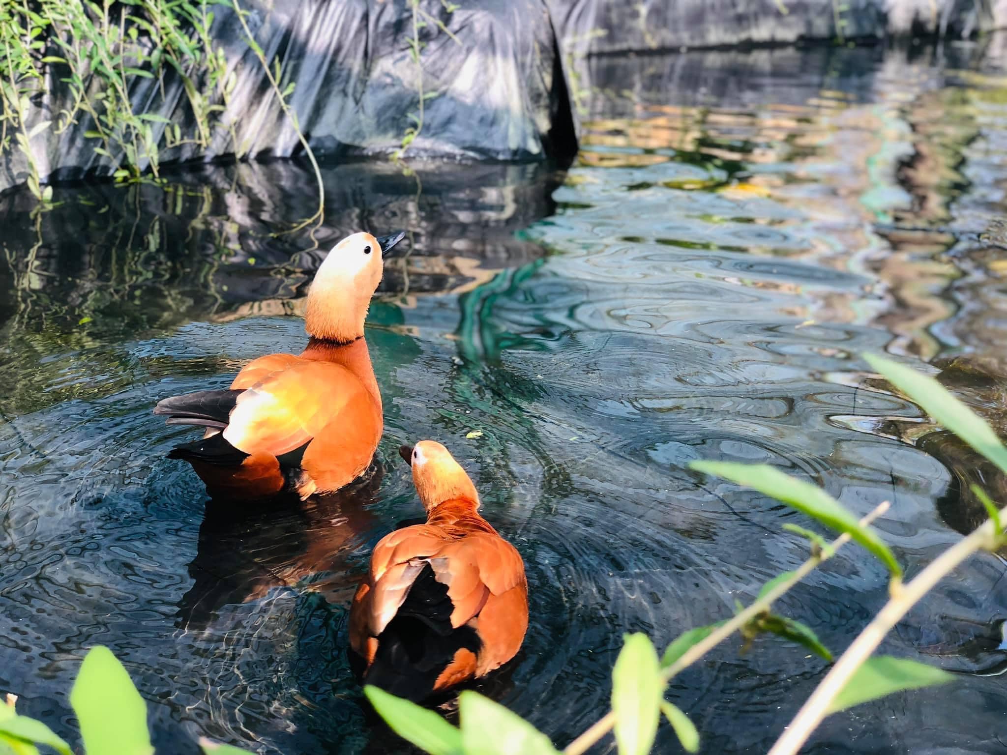 River Safari Nam Hội An 02