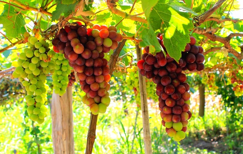 /files/images/Blogs/Vuon-nho-ninh-thuan.JPG