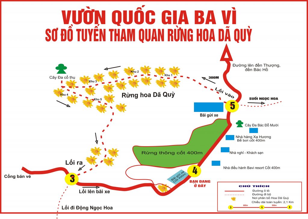 Sơ đồ tuyến tham quan rừng hoa Dã Quỳ ở Ba Vì