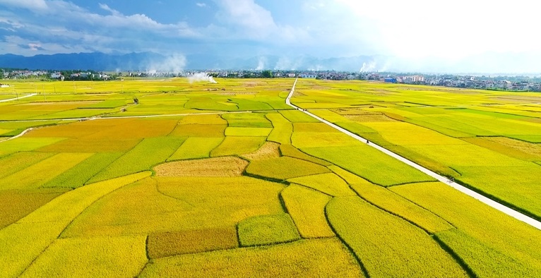 Cánh đồng Mường Thanh - Điểm du lịch Điện Biên nổi tiếng