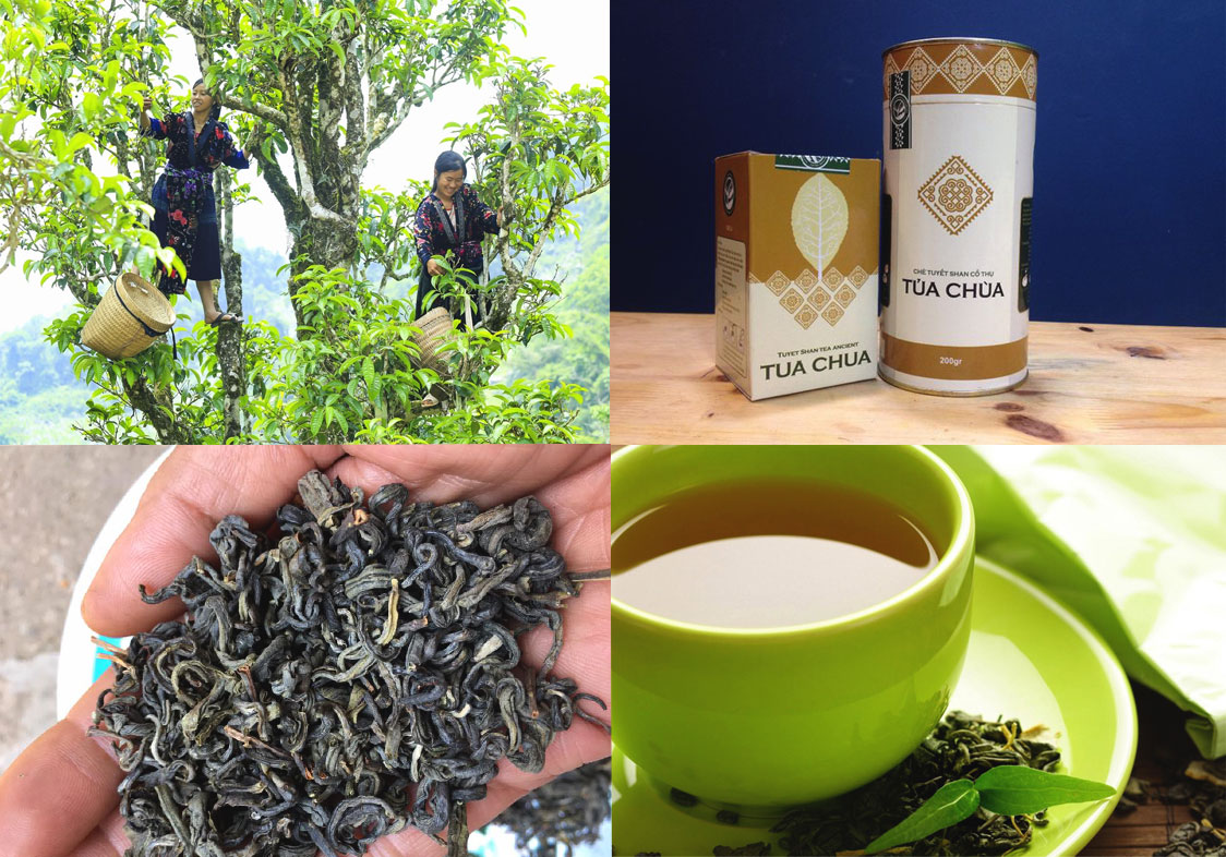 Chè Shan tuyết - Đặc sản Điện Biên mua về làm quà