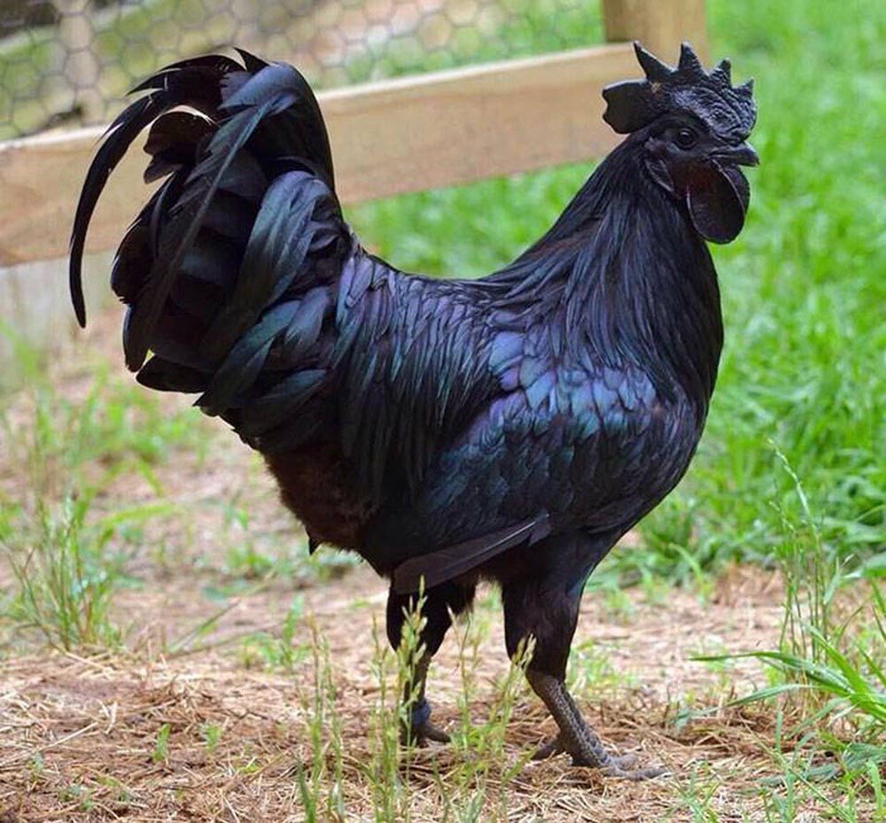 Món ăn ngon Điện Biên 02