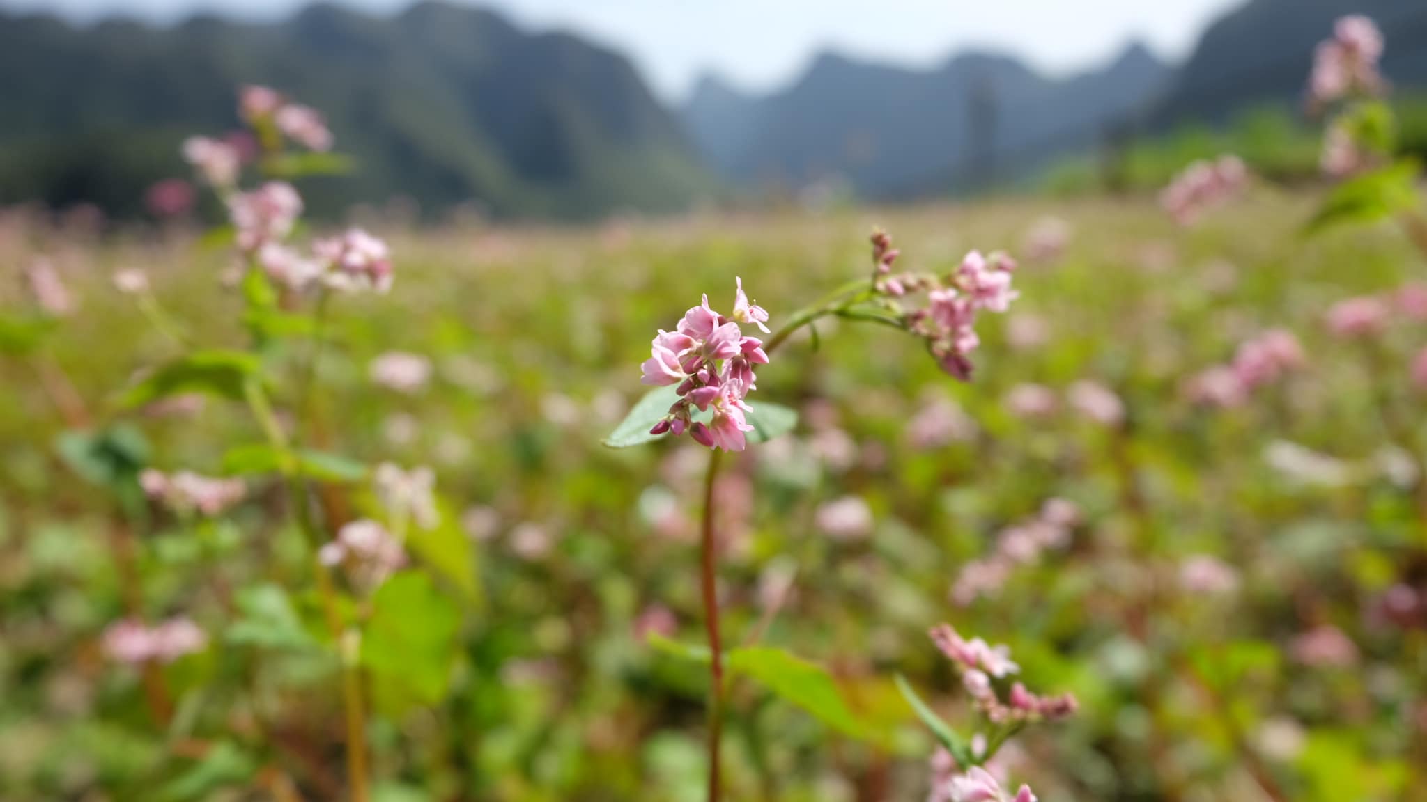 du lịch Hà Giang mùa tam giác mạch