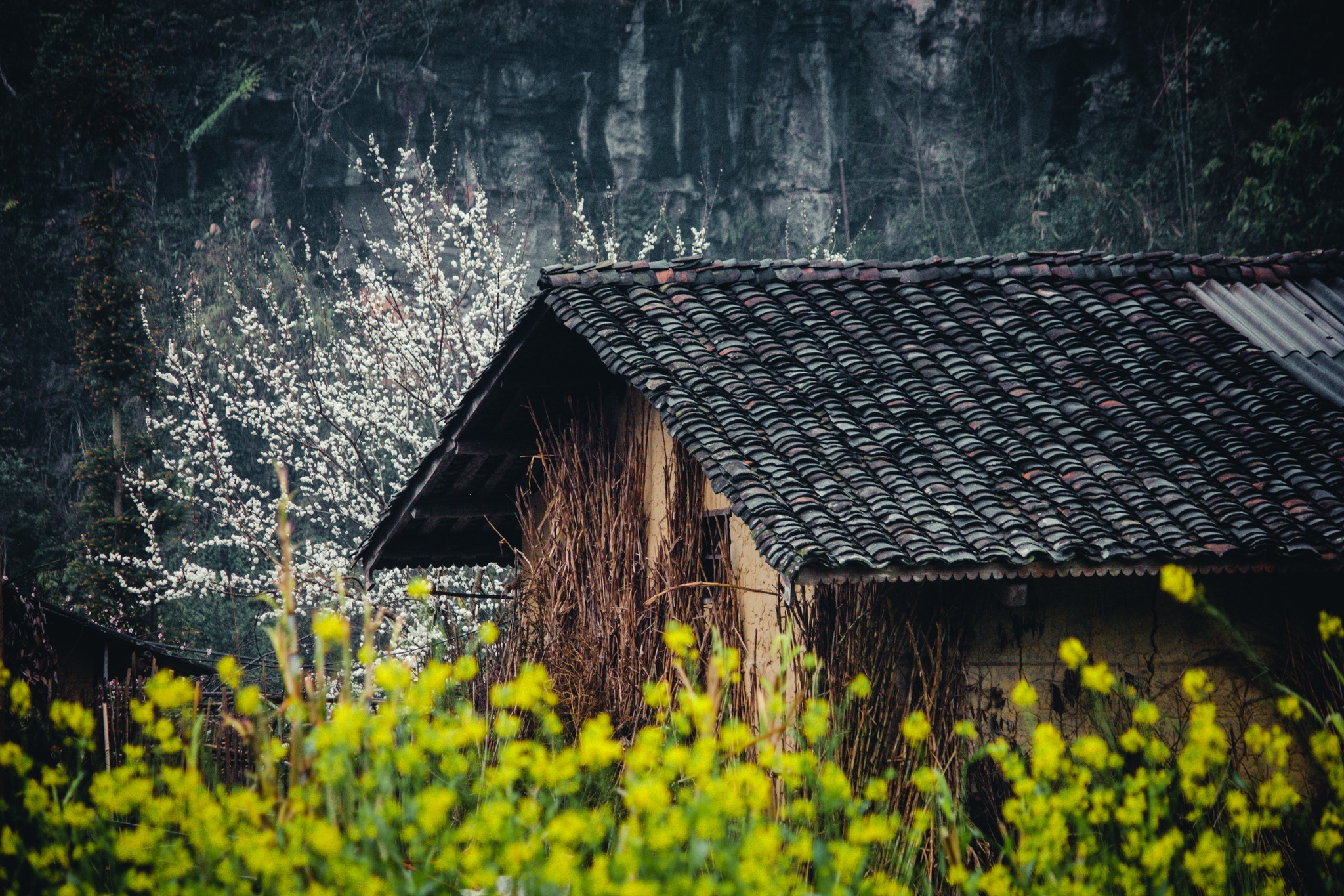 Hà Giang mùa hoa cải vàng