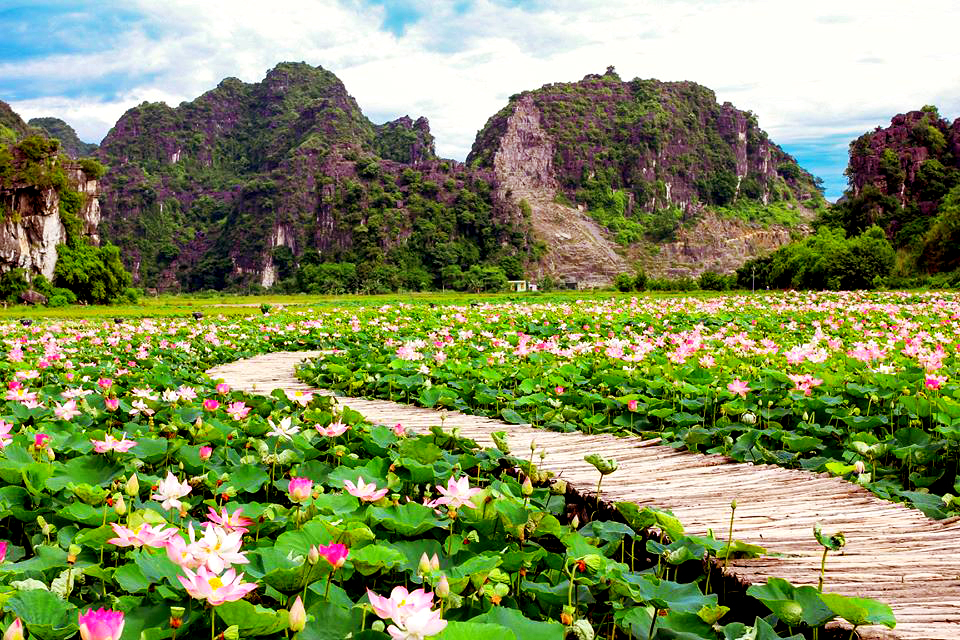 sen Hang Múa Ninh Bình