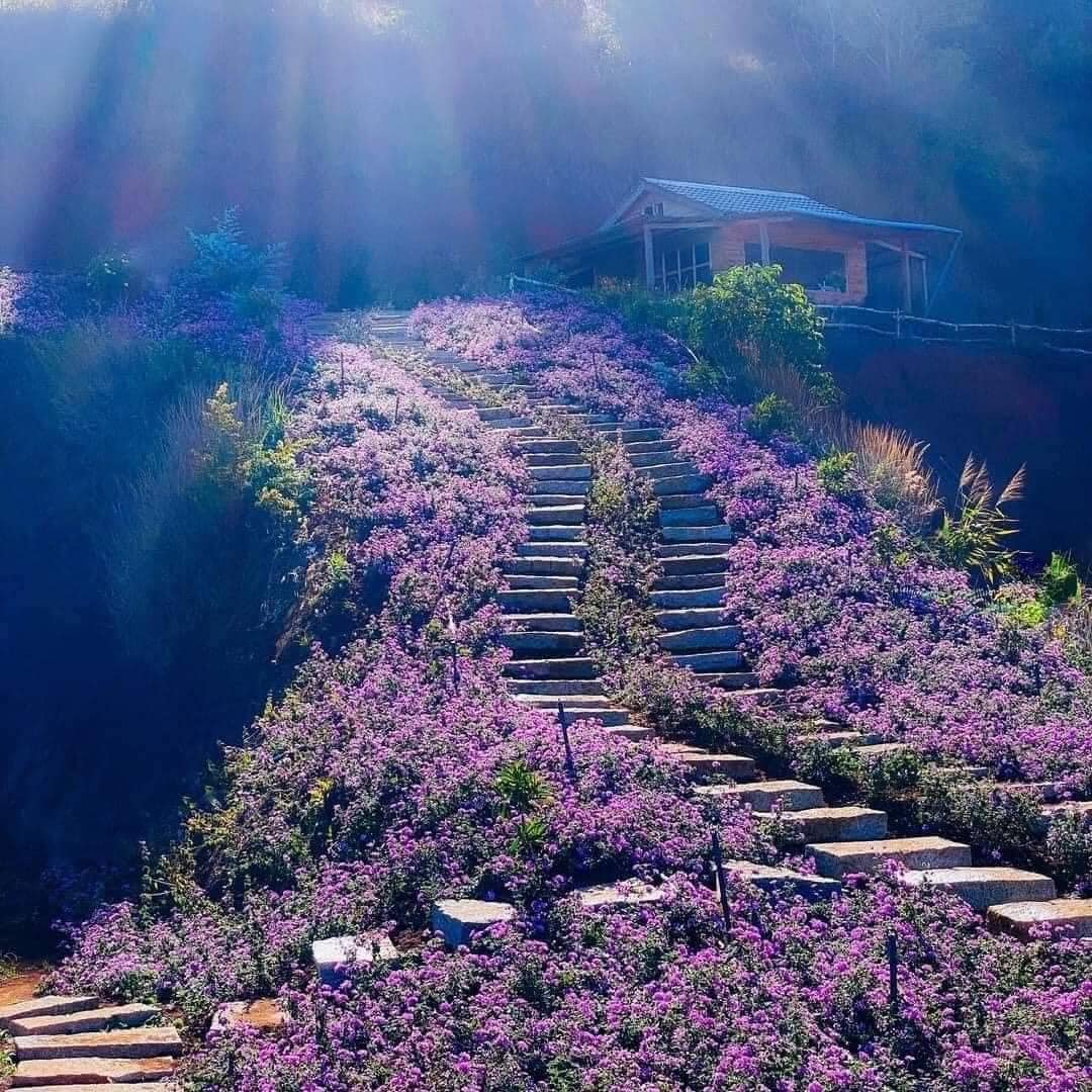 vườn Lavender Đà Lạt