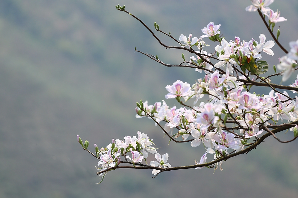 hoa ban mộc châu tháng 12