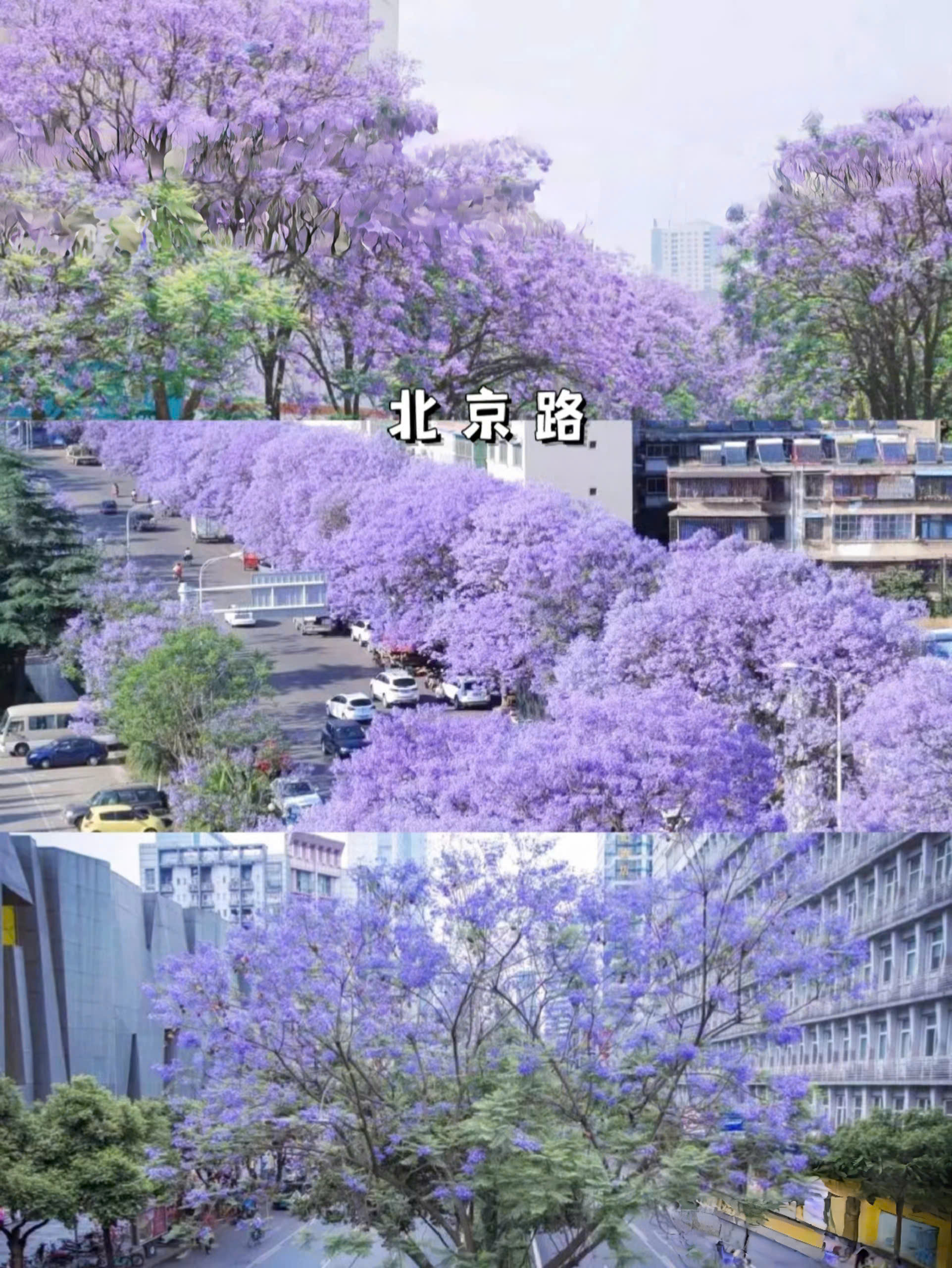 Du lịch Côn Minh, Trung Quốc mùa hoa phượng tím