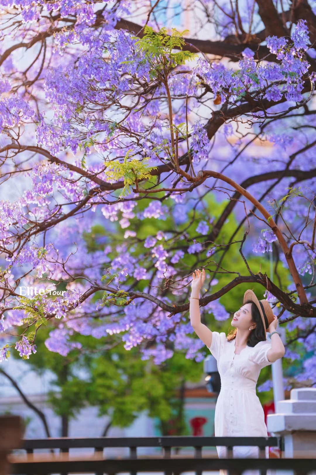 Du lịch Côn Minh mùa hoa phượng tím 01