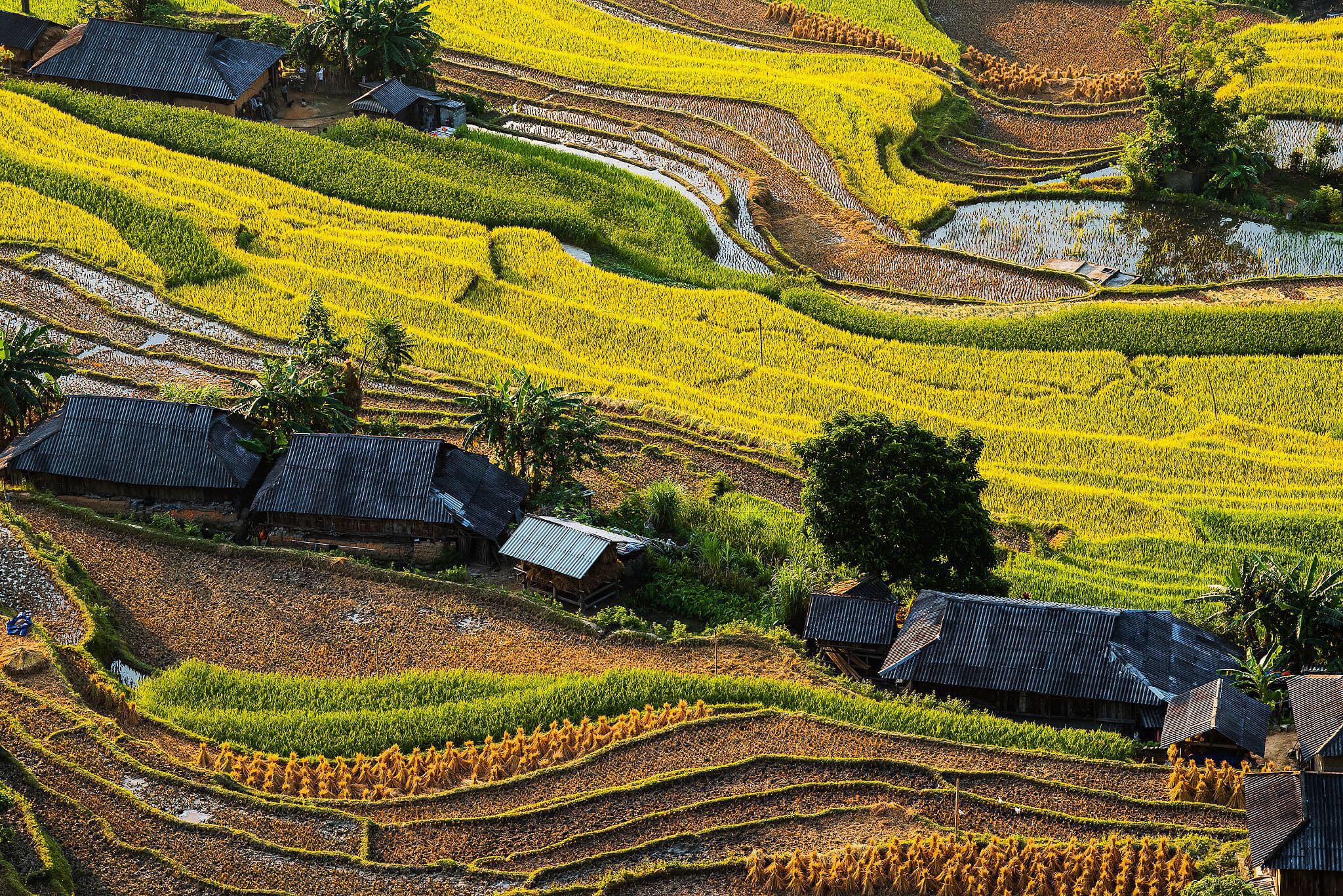 Ngắm lúa chín ruộng bậc thang Tây Bắc