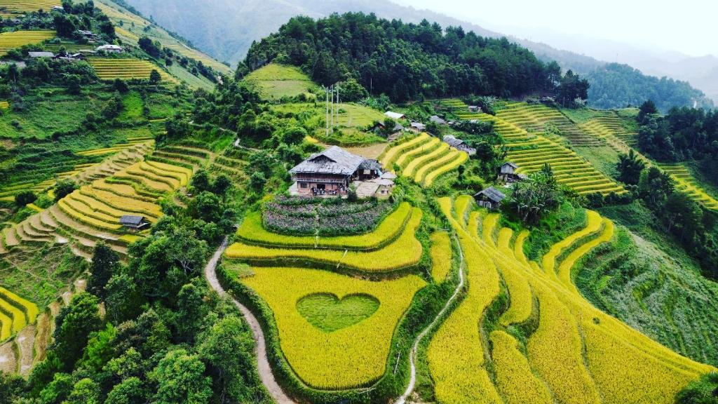 Homestay mù cang chải big view