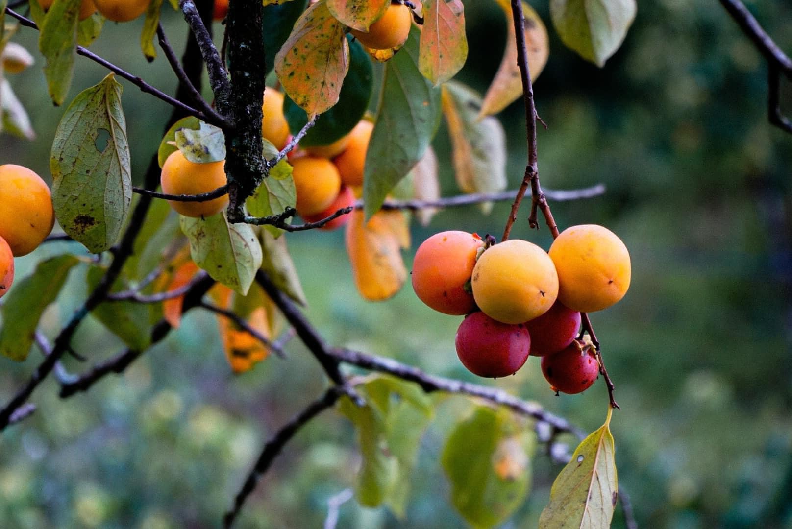 Vườn hồng Đà Lạt – Vườn hồng Mimosa