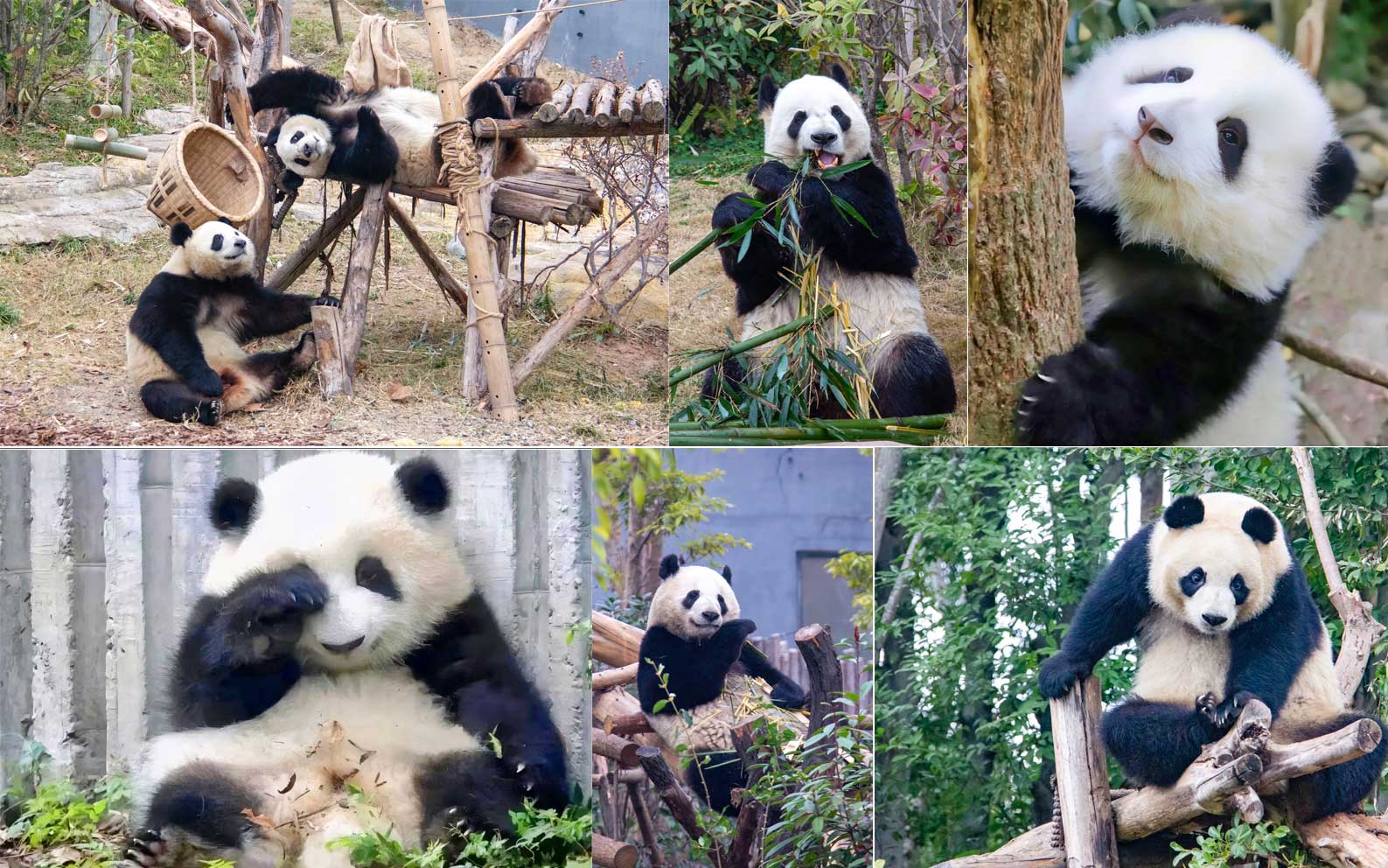 Cơ sở nghiên cứu nhân giống gấu trúc Thành Đô, Tứ Xuyên