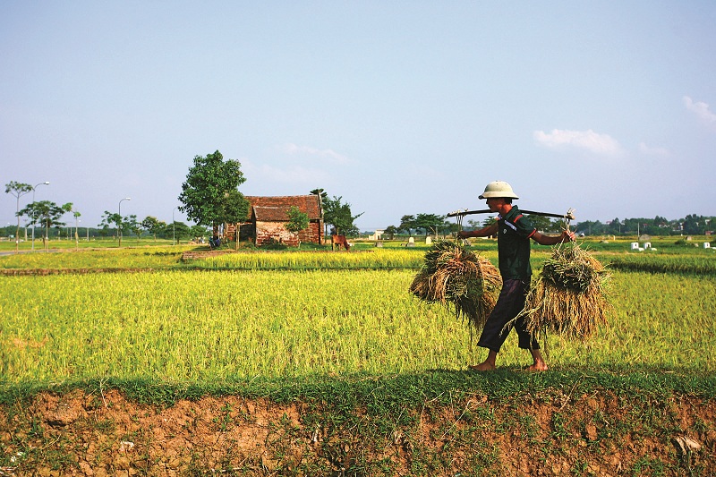 đường lâm mùa lúa chín