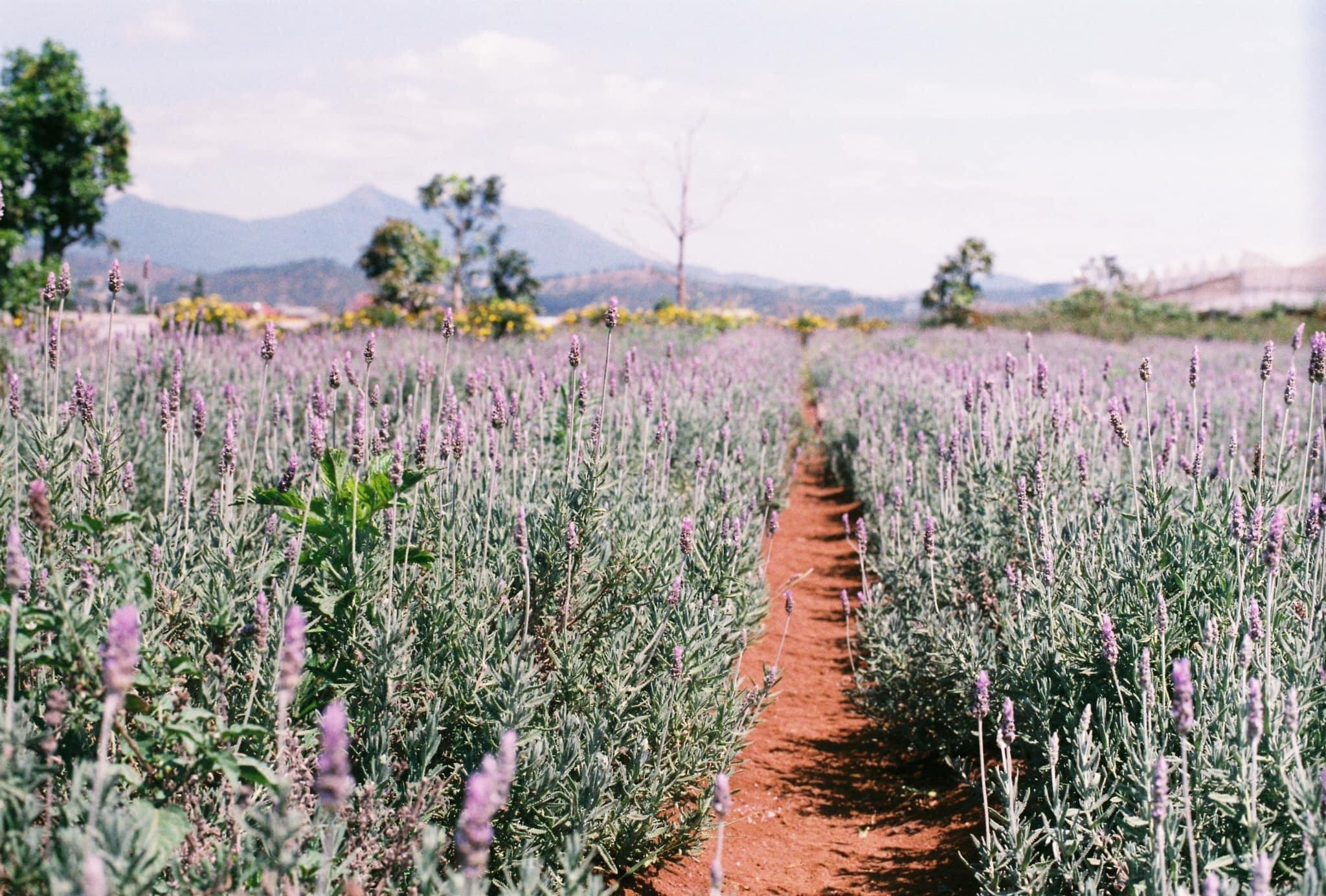 lavender Đà Lạt