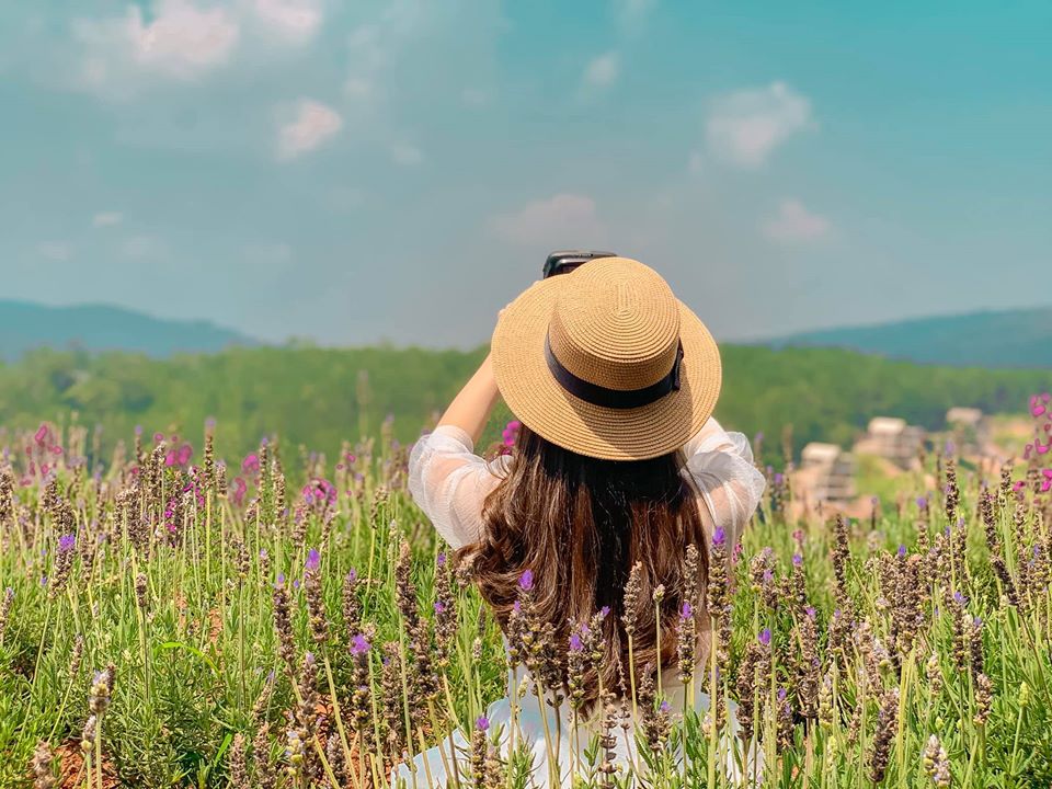 Vườn hoa lavender đà lạt