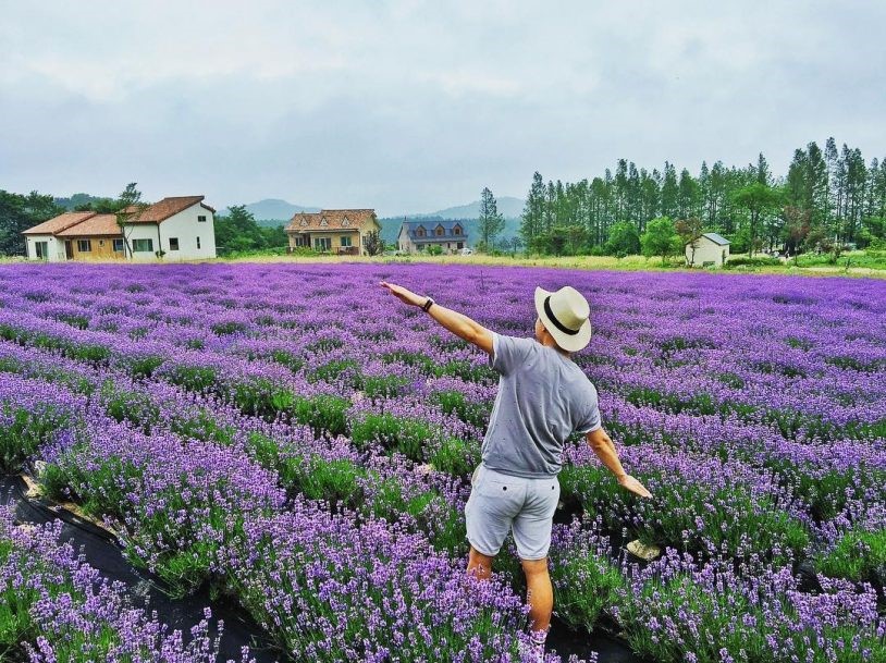 Lavender Túi Thương Nhớ 02