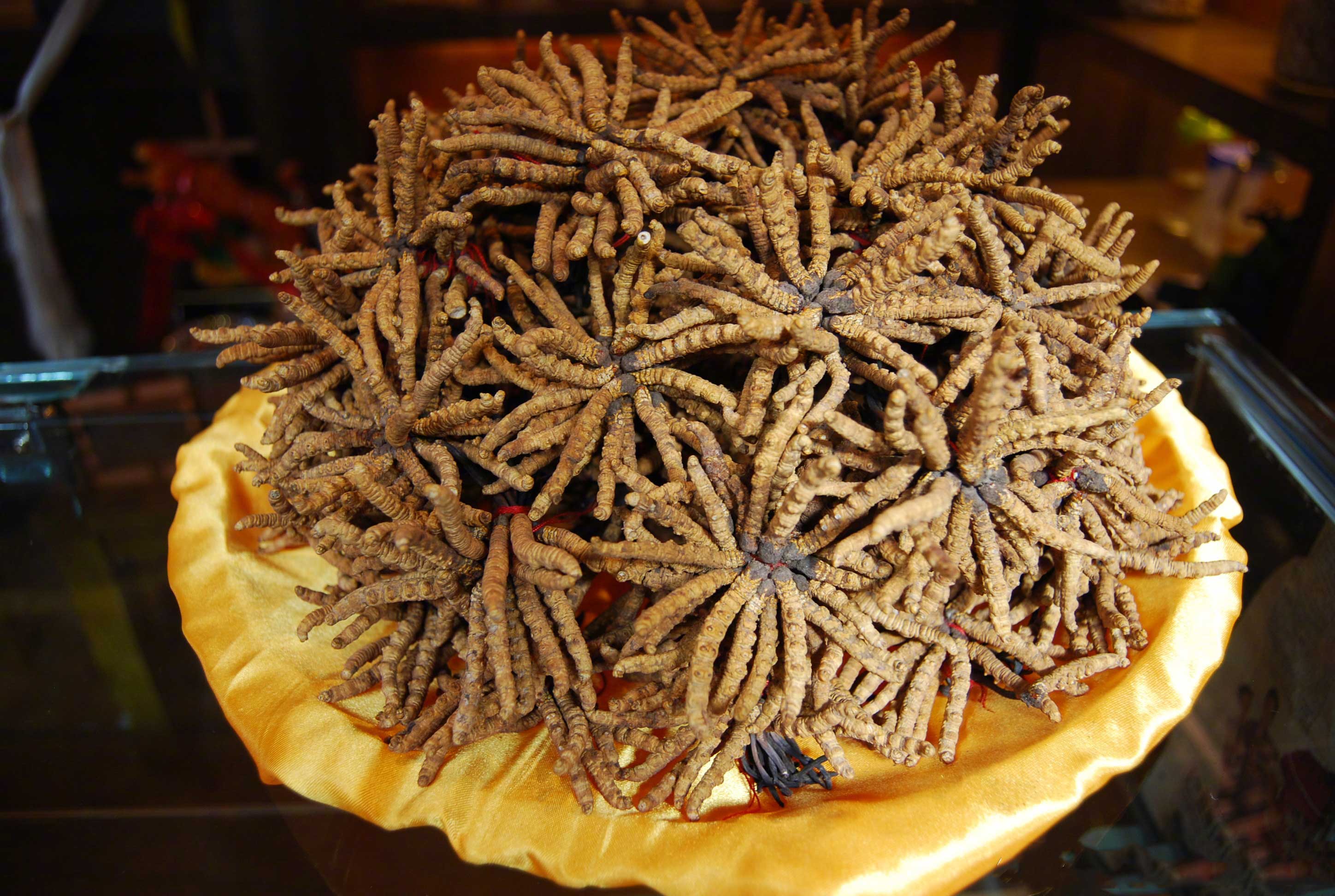 Đông trùng Hạ thảo, Tây Tạng, Trung Quốc