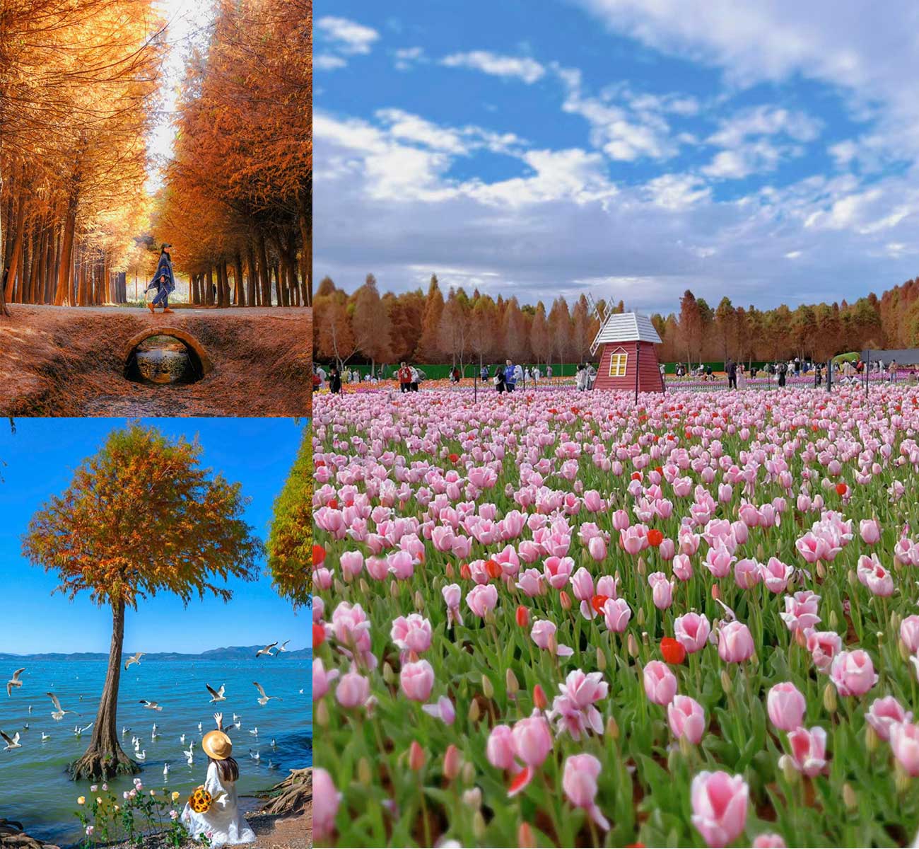 Tour Côn Minh, Trung Quốc mùa thu có gì đẹp?