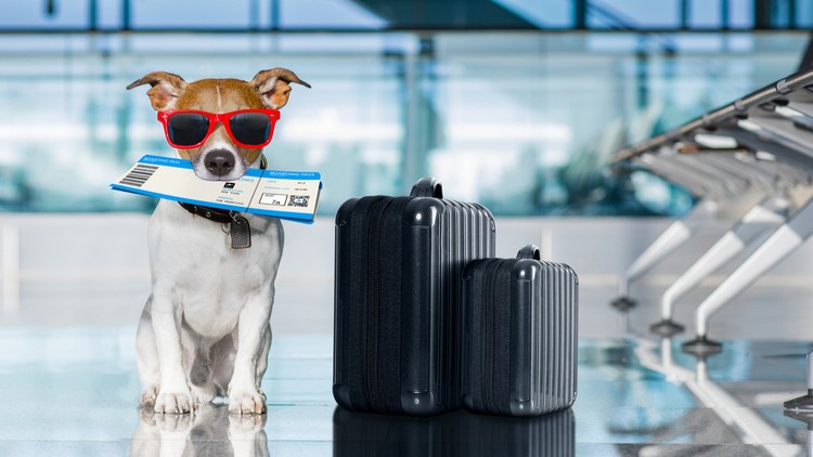 Có nên mang theo thú cưng khi đi du lịch?