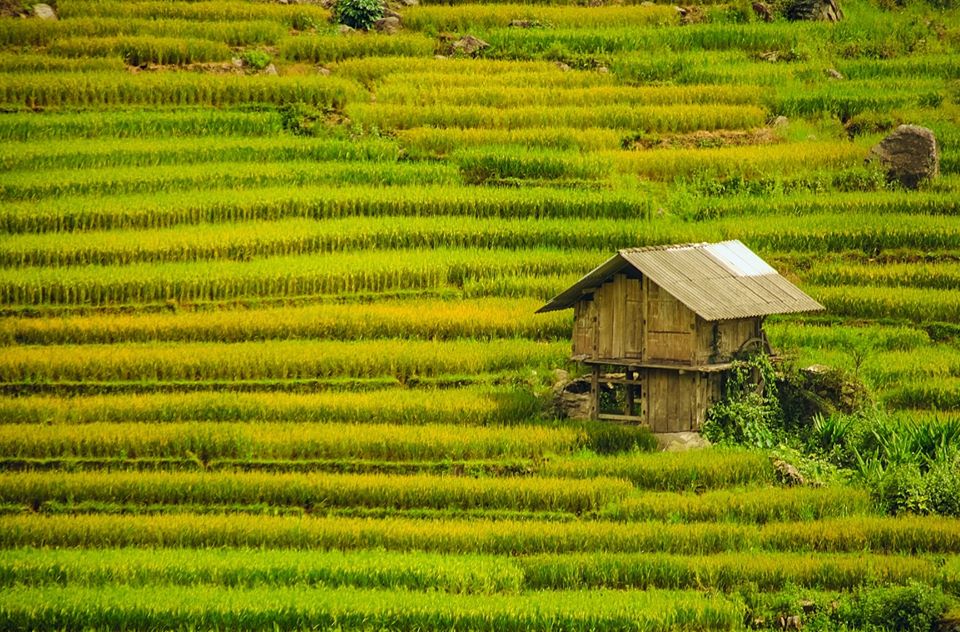 Du lịch Y Tý mùa lúa chín