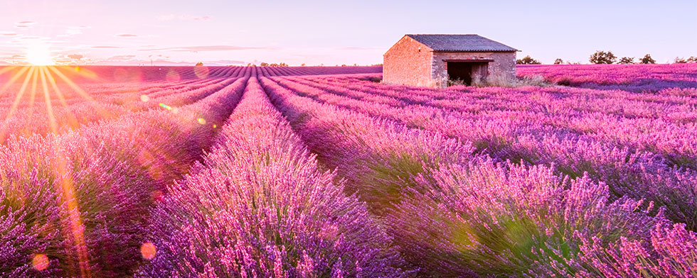 Cánh đồng oải hương ở Provence, Pháp