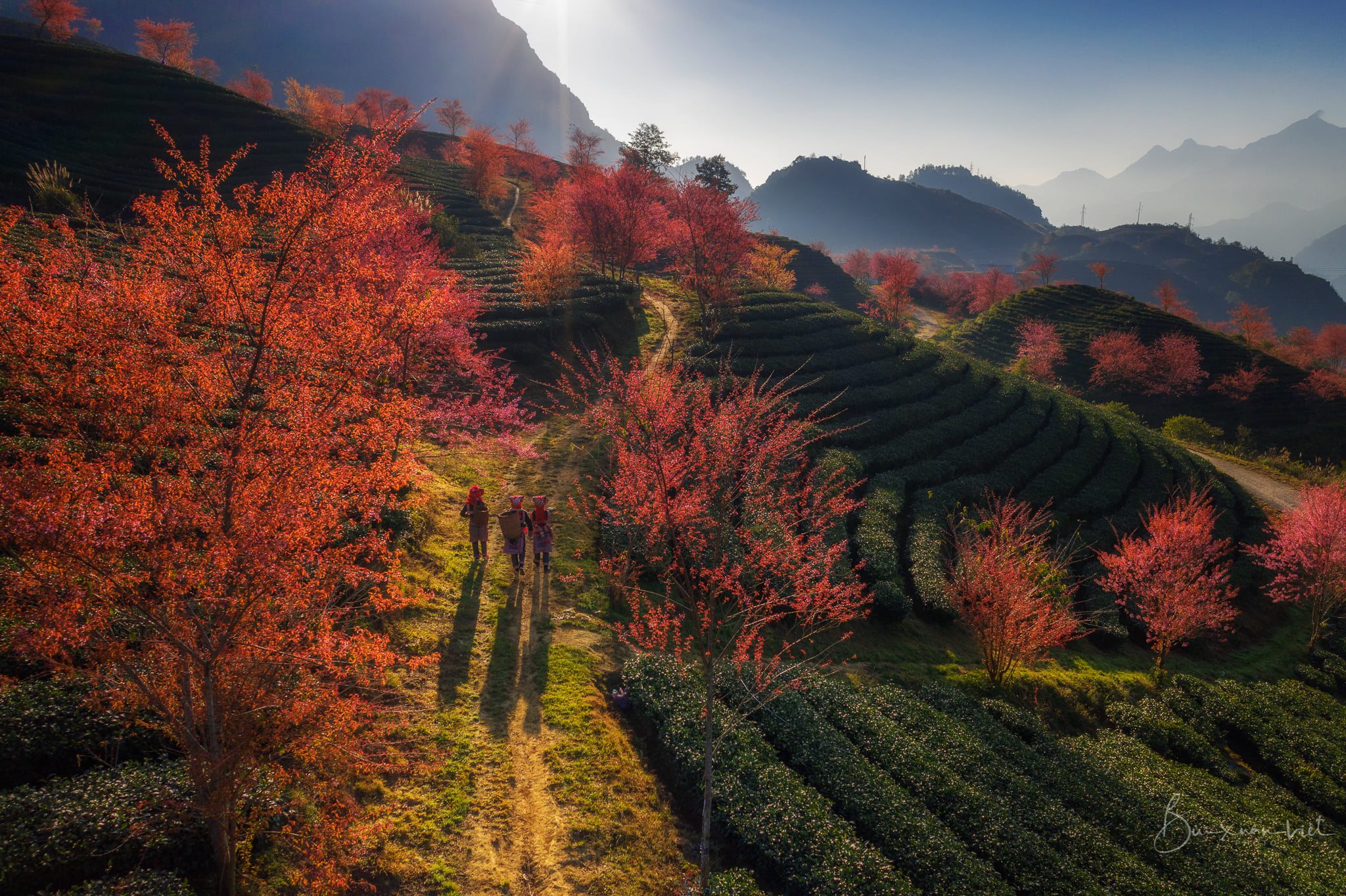 Hoa mai anh đào Sapa