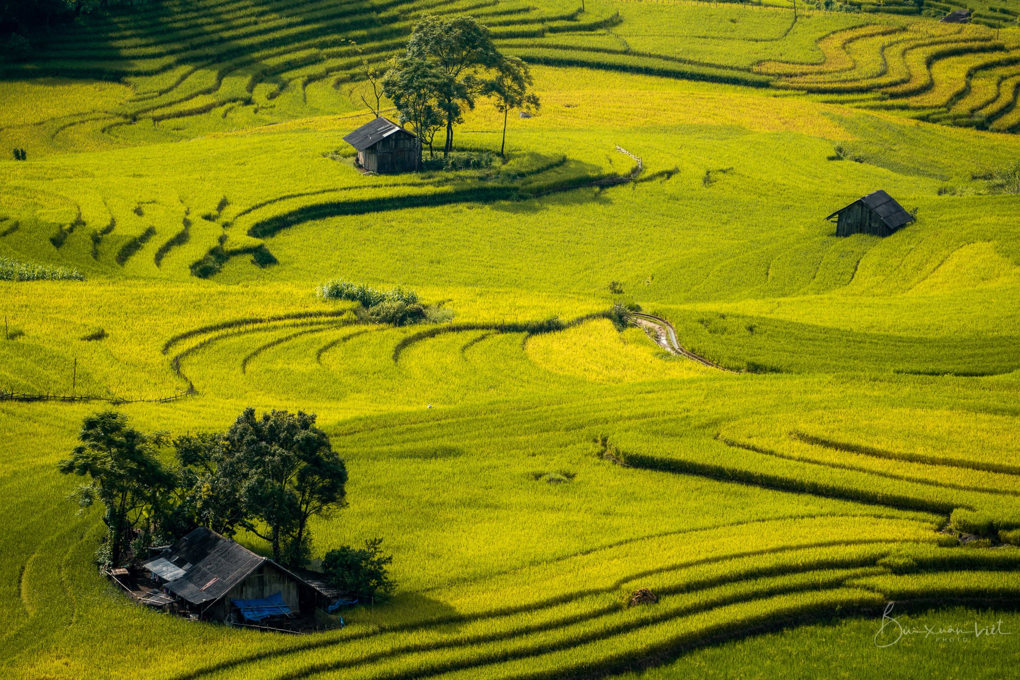 Du lịch Sapa mùa lúa chín