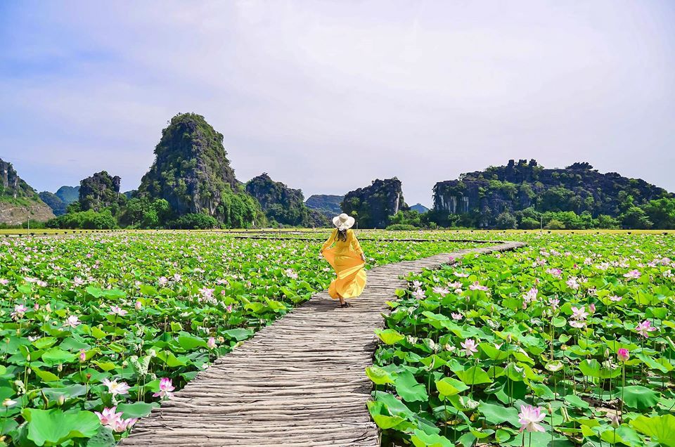 Hang múa Ninh Bình mùa sen