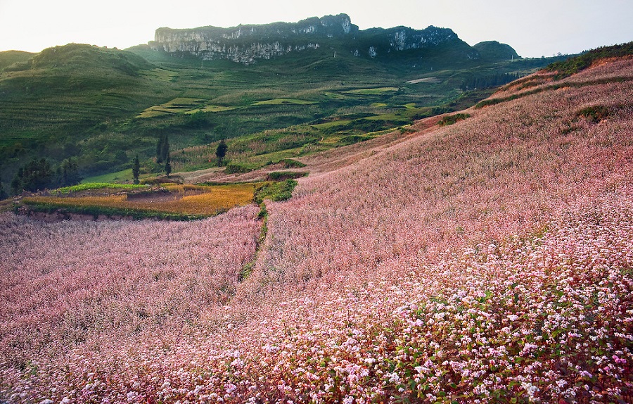 Du lịch Hà Giang mùa tam giác mạch