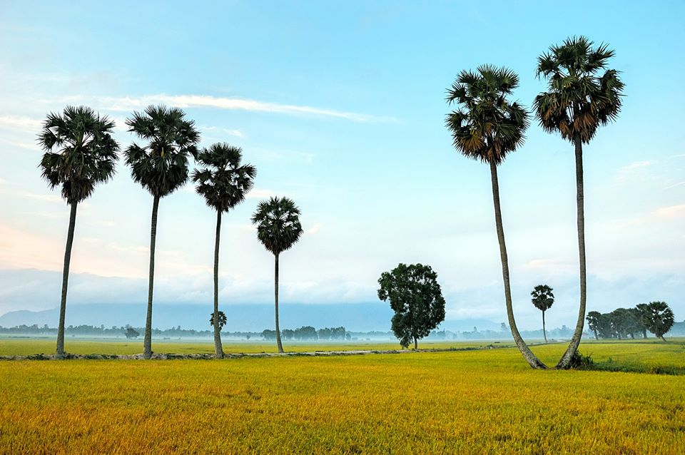 cánh đồng thốt nốt An Giang