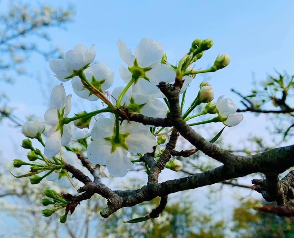 Du lịch Na Hang mùa hoa lê