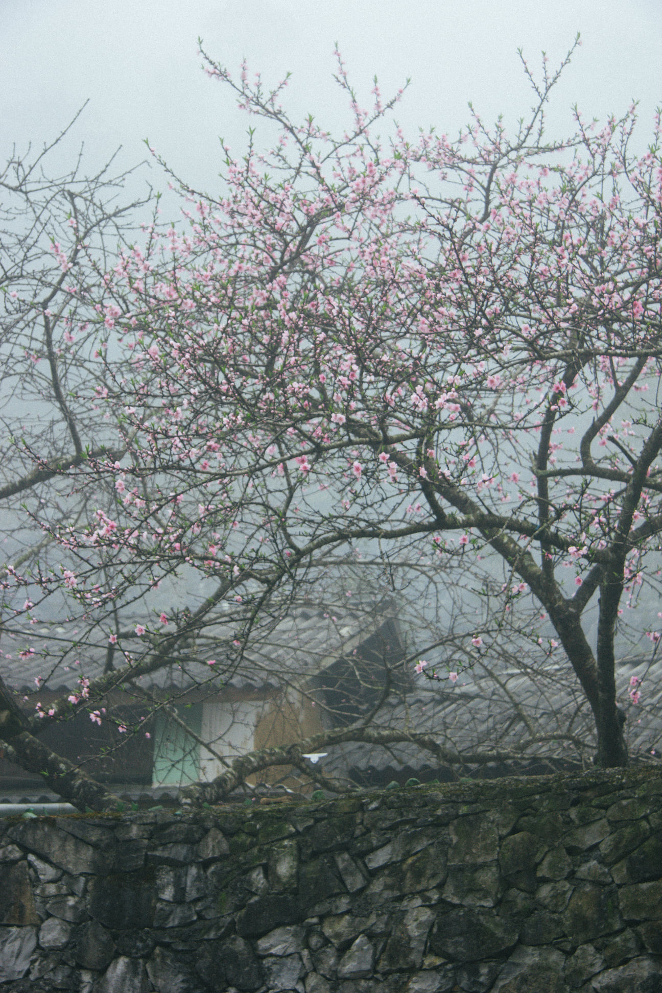 Du lịch Hà Giang Đầu năm