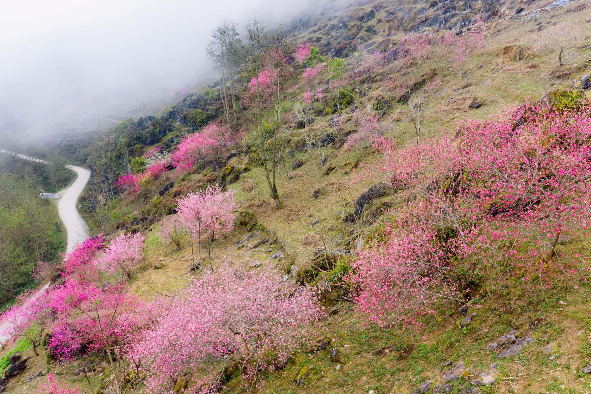 Hà Giang mùa hoa đào