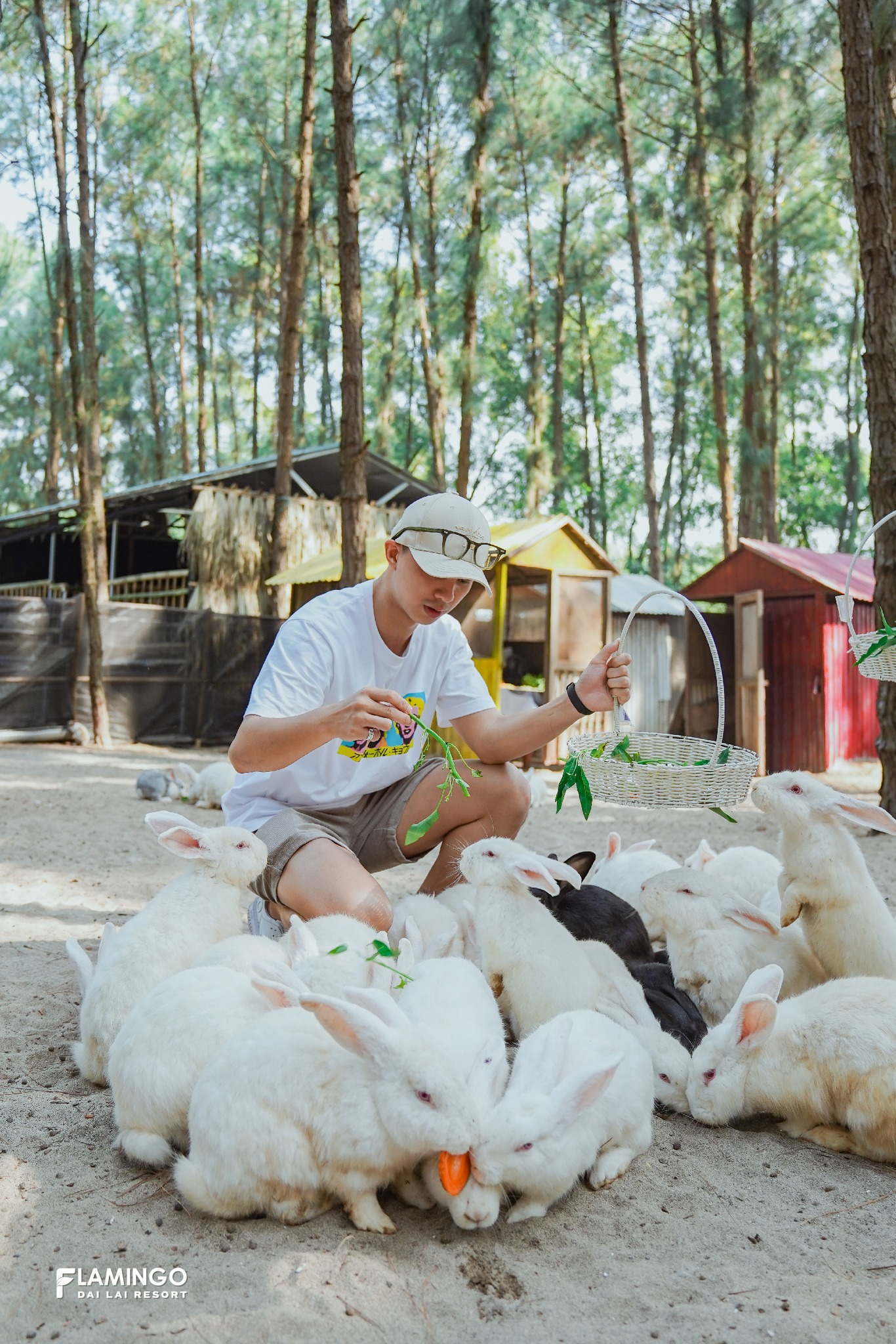 vườn thú Hohoo Zoo Flamingo Đại Lải 01