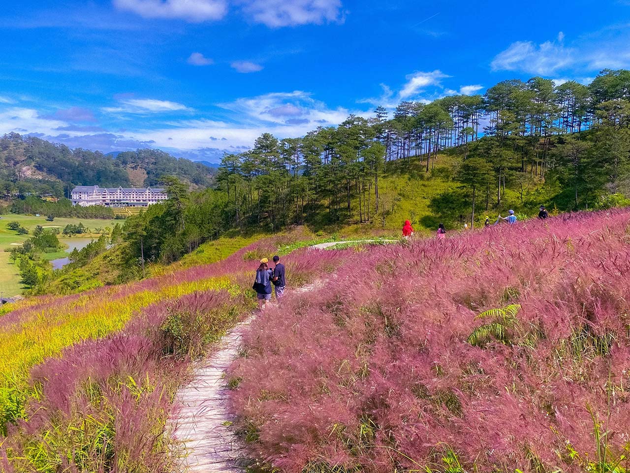 Cỏ Hồng Đà Lạt