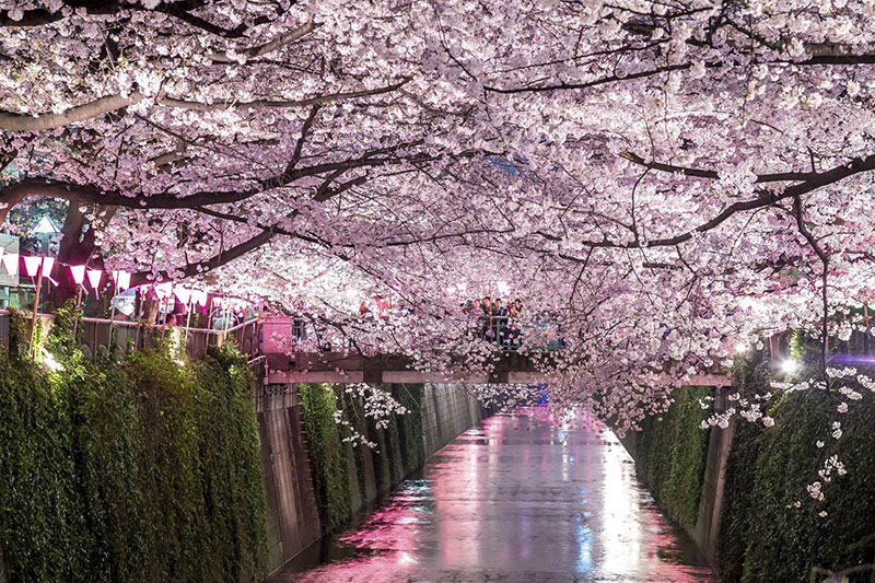 Du lịch Nhật Bản Vườn Quốc Gia Shinjuku Gyoen