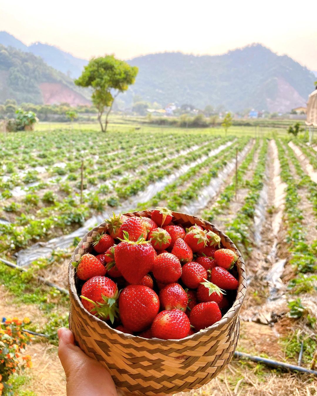 Mộc Châu tháng 12