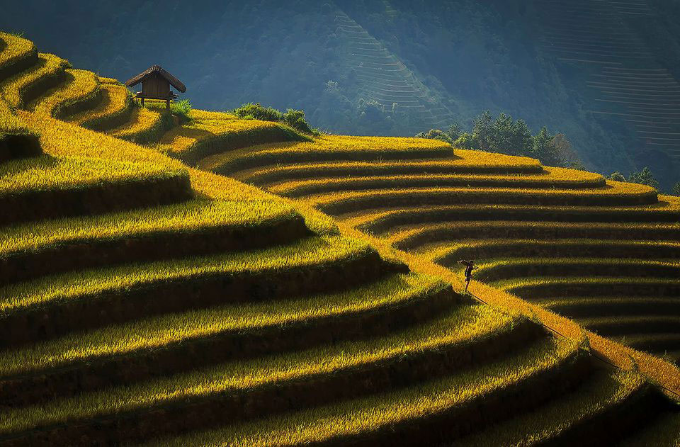 ruộng bậc thang Tây Bắc