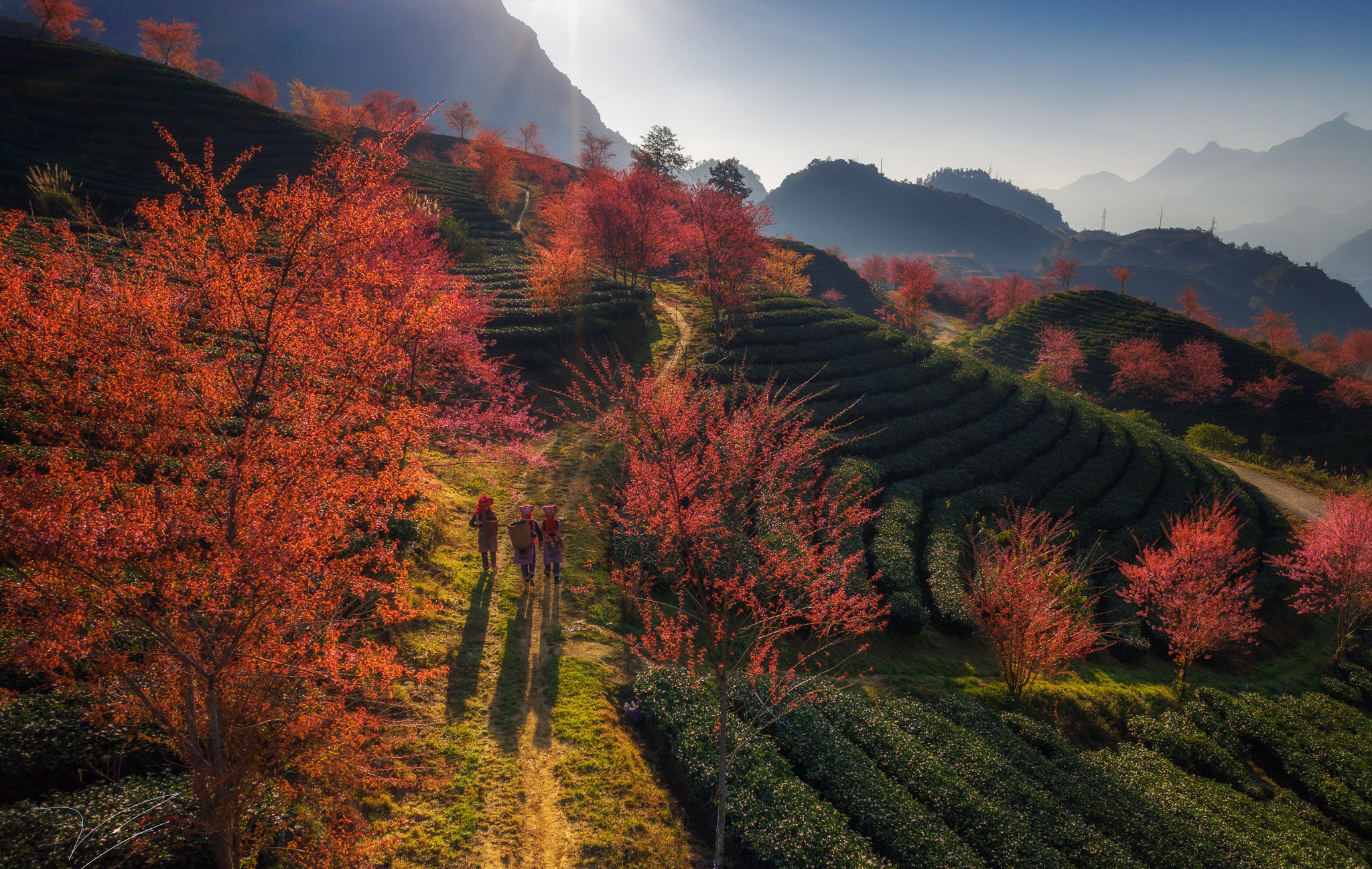 Sapa mùa xuân