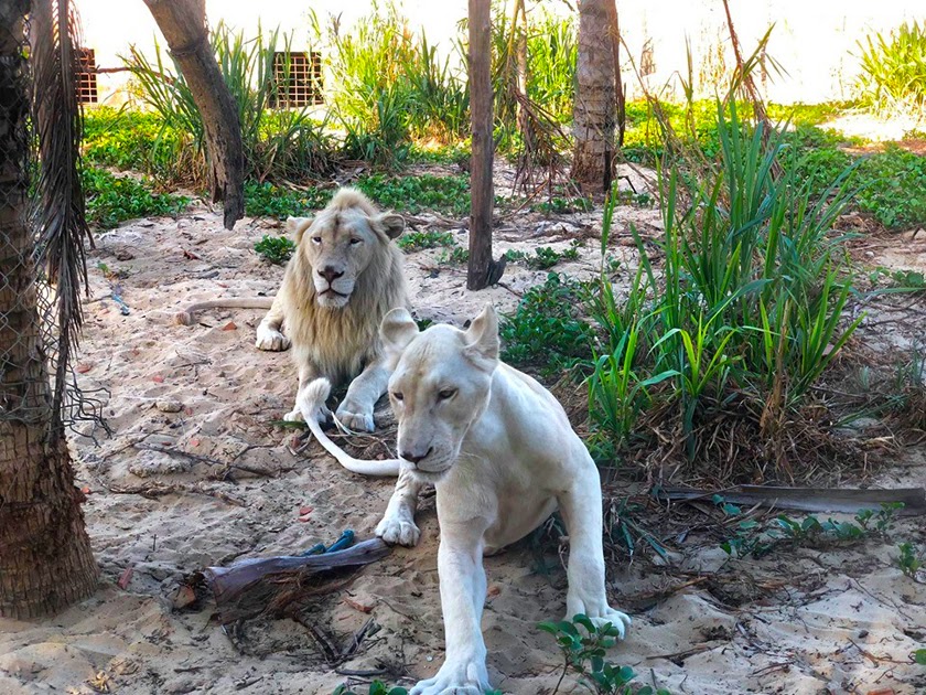 Sư tử trắng tại FLC Zoo Safari Park Quy Nhơn