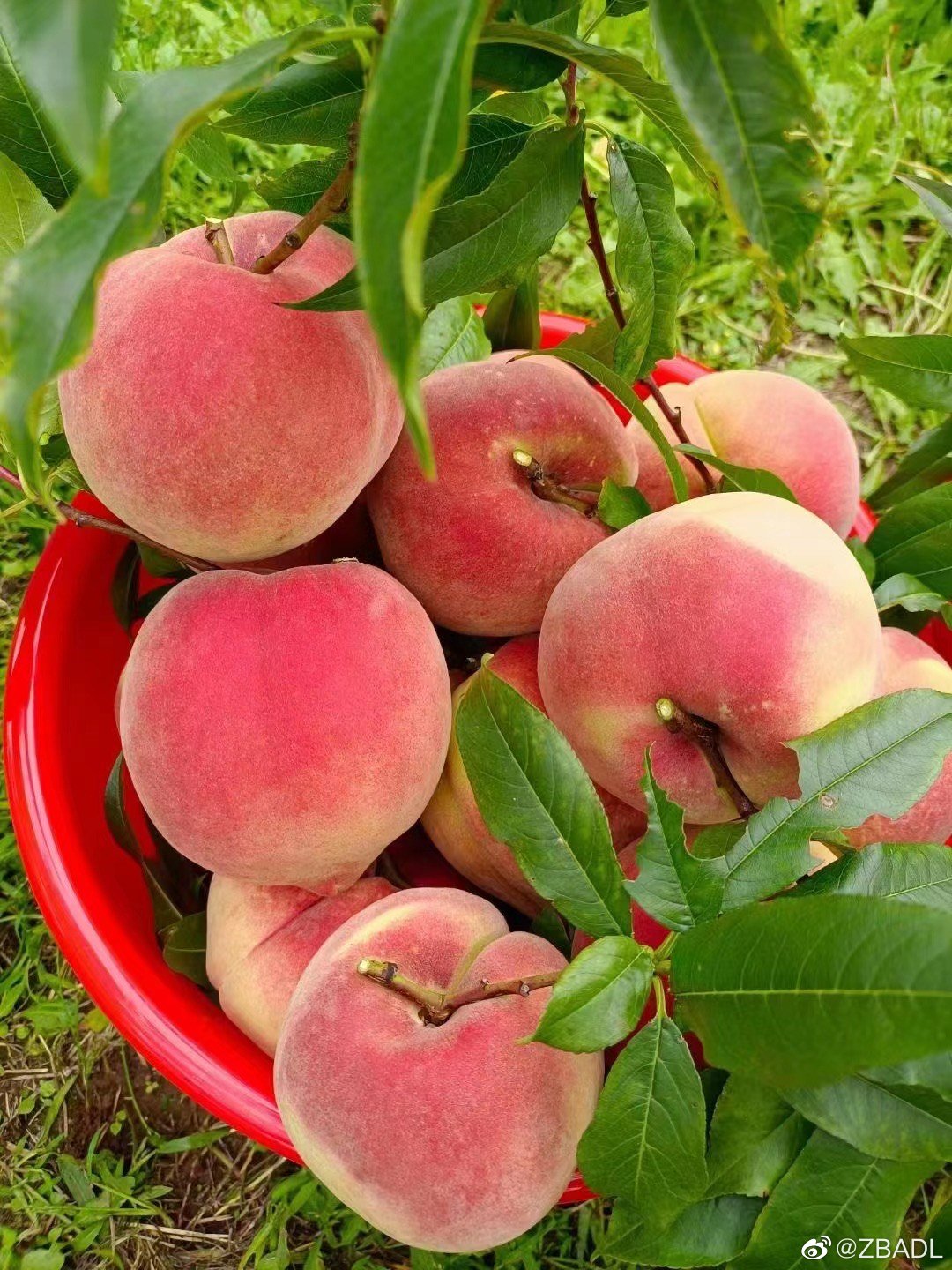 Đặc sản Lệ Giang 02