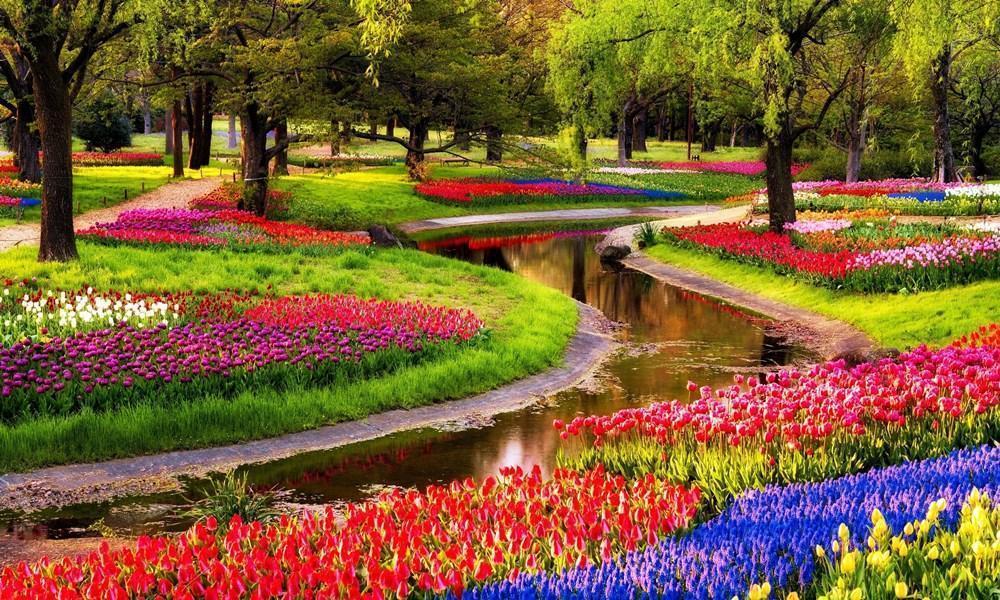 Du lịch Hà Lan mùa hoa Tulip 01