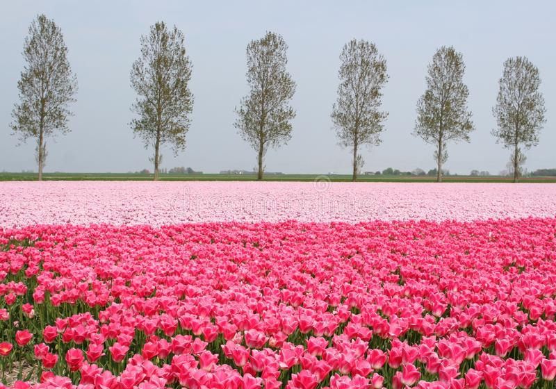 Địa điểm ngắm hoa Tulip đẹp nhất ở Hà Lan
