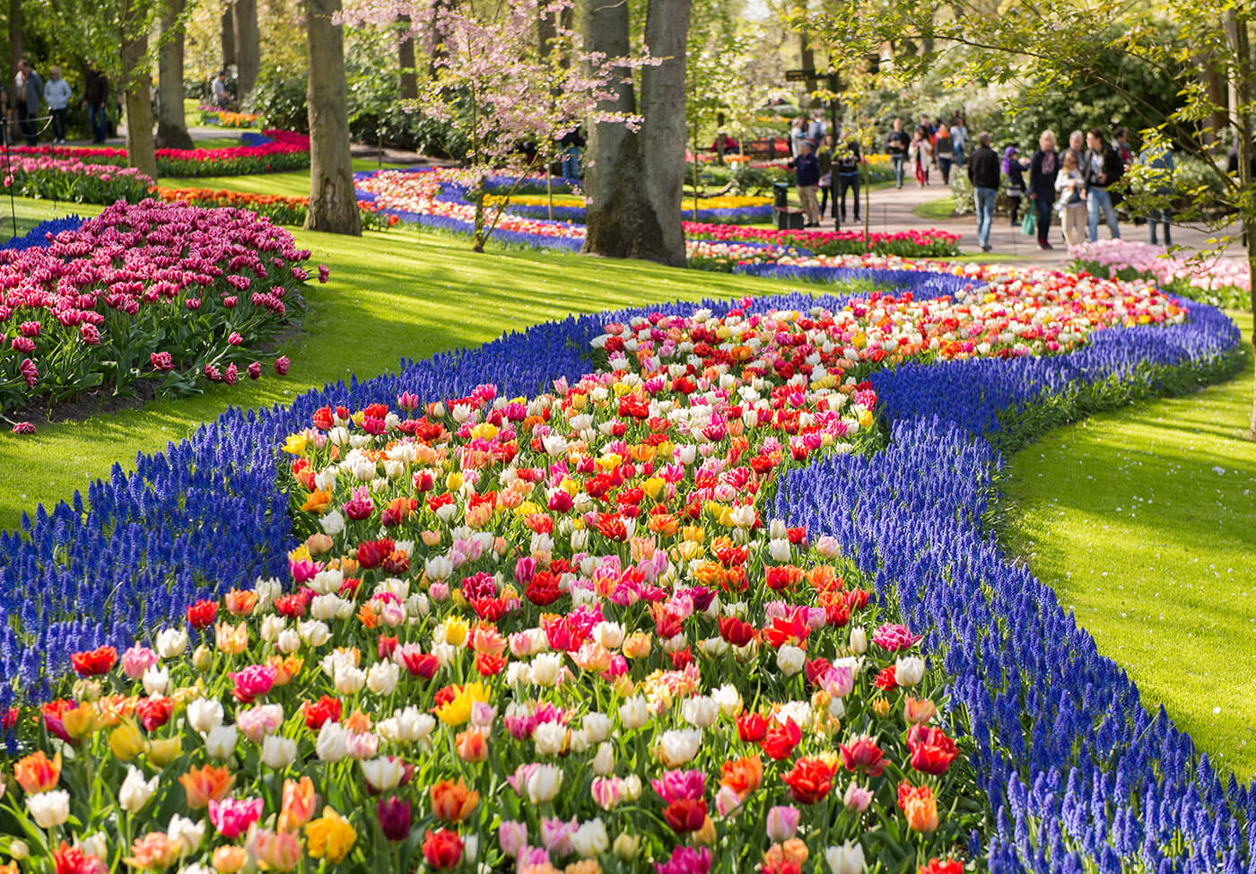 Du lịch Hà Lan mùa hoa Tulip